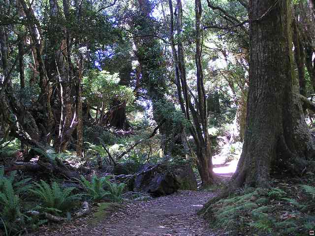 NZ leden-unor 2006 250.jpg